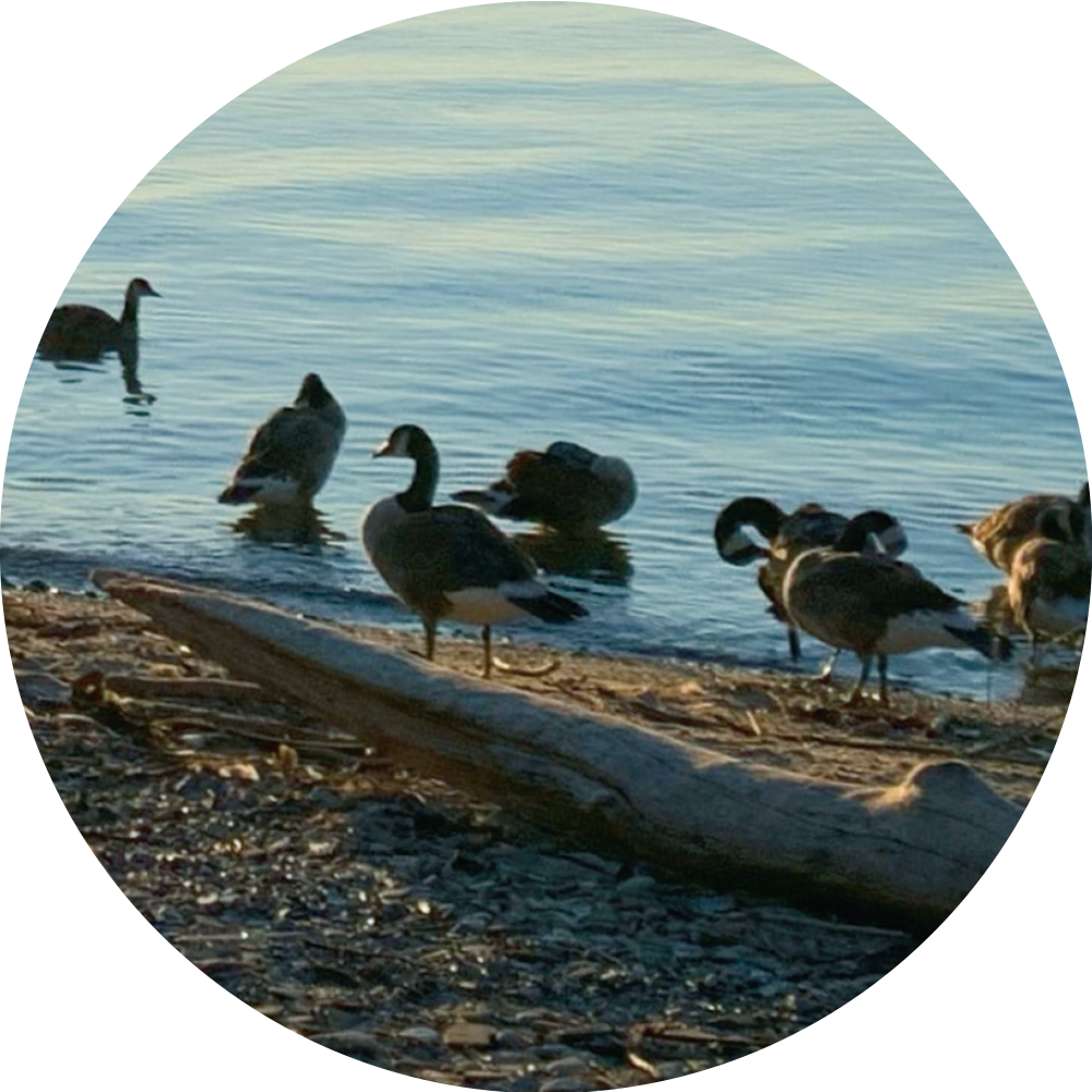 Image of ducks